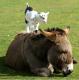 Eine Ziege auf einem Esel steht. Ihr Argument ist ungültig.