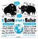 Ein Bison ist kein Buffalo