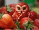 Strawberry Owl