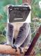 N64 Koala Bear