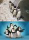 Die Pinguine aus Madagascar?