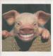 Auch Schweine lachen kann!