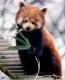 Red Panda = süßeste Sache überhaupt.