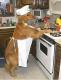 Cooking Doggie