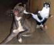 Karate Katze