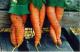 Carrot Mädchen