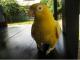 Echte Yellow Parrot