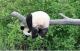 Dies erklärt, warum Panda fast extincts