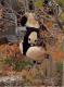 Kein Wunder, panda fast extincts