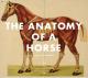 Die Anatomie eines Pferdes