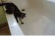 Cat rutscht in der Badewanne