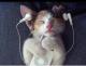 Gute Katze liebt gute Musik