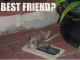 Best Friend?
