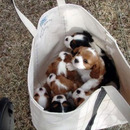 Tasche voller ssser Hunde