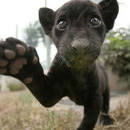 Schwarzer Baby Panther