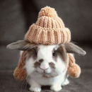 Der Hase ist bereit für die kalten Tage (: