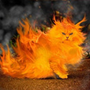 cat on fire