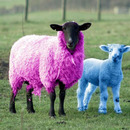 colorfull sheeps
