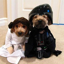 cute star wars dogs