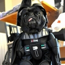 Darth Vader Hund - Win Bild