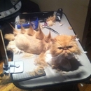 Der Katze einen neuen Haarschnitt verpassen - WinFail Bild