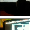 Die Katze vor dem Monitor - Win Bild