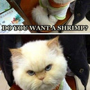 Do you like Shrimp