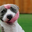 dog-with-big-tongue