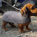 dog armor