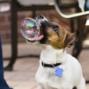dog eating a bubble