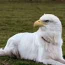 eagle-dog
