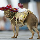 echt-mexikanischer-hund