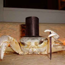 fancy crab