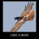 Flying Like a boss