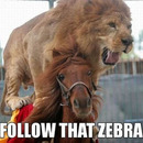 follow that zebra