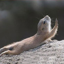 funny-pictures-chipmunk-asks-you-to-go-on
