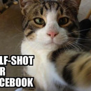 Katze fotograiert sich selber fuer Facebook