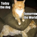 Heute der Hund - Morgen die Welt - Meme Bild