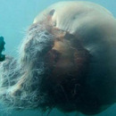 huge jellyfish