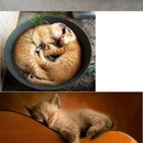 Ich bin eine Katze! Ich schlafe wo und wann ich will! - Win Bild