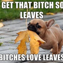 ill get that bitch some leaves