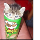 Katzen lieben Pringels
