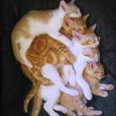 Katzen Gruppenkuscheln