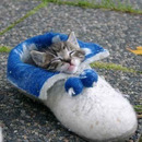 kitten in a shoe