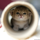 kitten tunnel