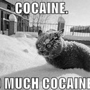 kokain cat