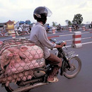 Krasser Schweinetrasnport in Asien