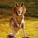 lion-kangeroo