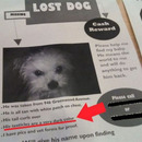lost dog 4319