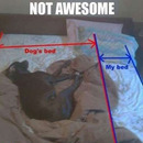 Mit dem Hund in einem Bett schlafen...
